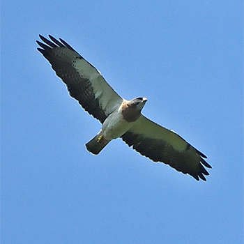 Swainson's Hawk