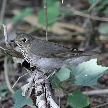 Swainson's Thrush