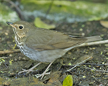 Swainson's Thrush
