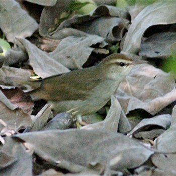 Swainson's Warbler