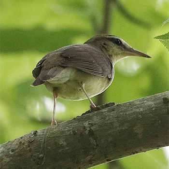 Swainson's Warbler
