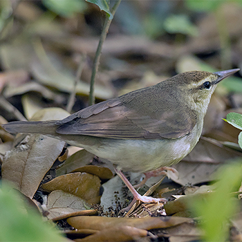 Swainson's Warbler