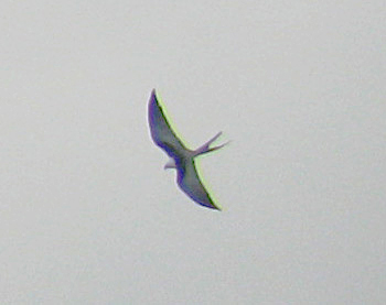 Swallow-tailed Kite