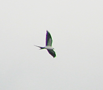Swallow-tailed Kite