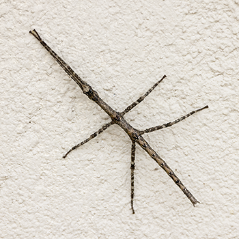 Tamaulipas Walkingstick