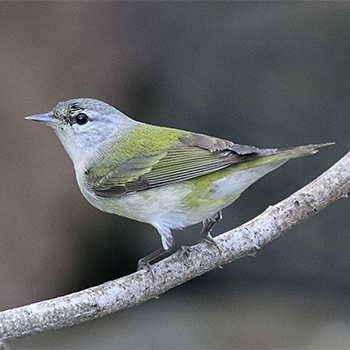 Tennessee Warbler