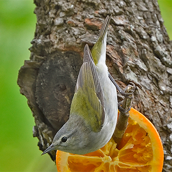 Tennessee Warbler