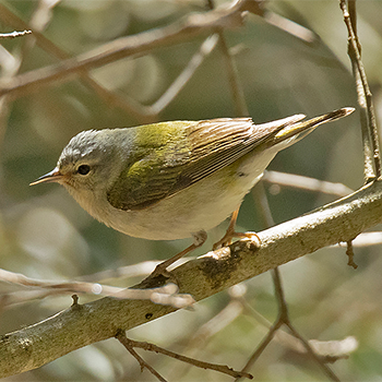 Tennessee Warbler