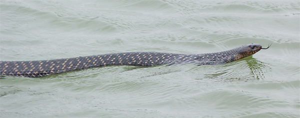 Texas Indigo Snake