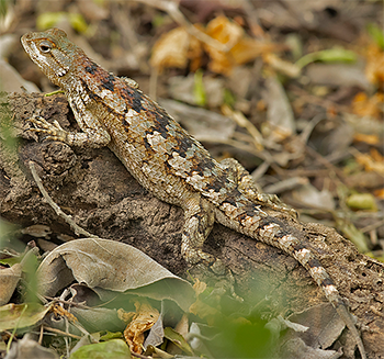 Texas Spiny Lizard
