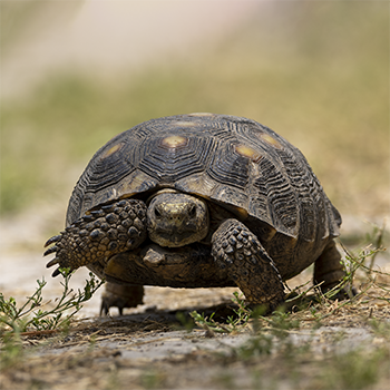 Texas Tortoise