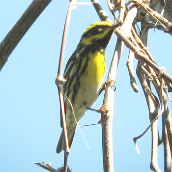 Townsend's Warbler