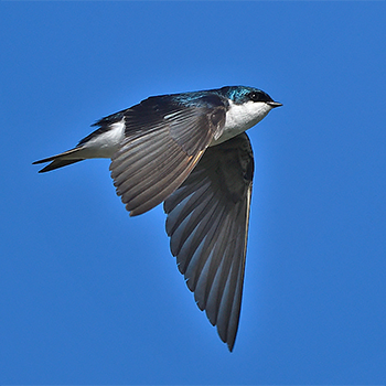Tree Swallow