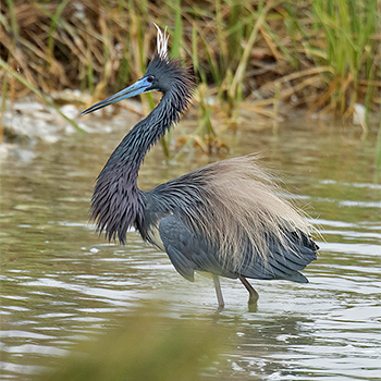 Tricoloured Heron