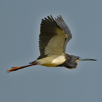 Tricoloured Heron