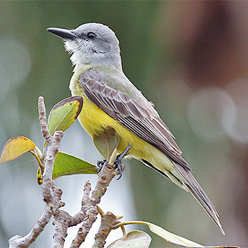 Tropical Kingbird