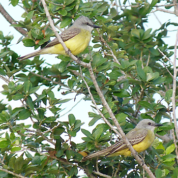 Tropical Kingbirds