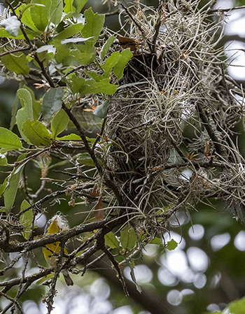 Tropical Parula nest building