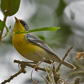 Tropical Parula
