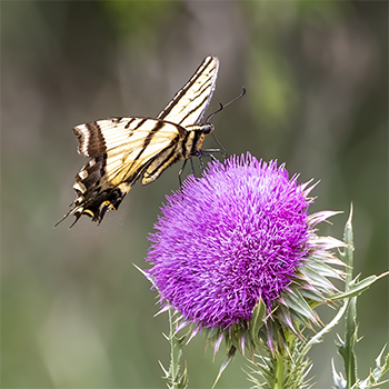 Two-tailed Swallowtail