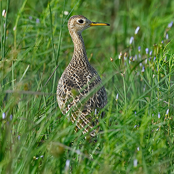 Upland Sandpiper