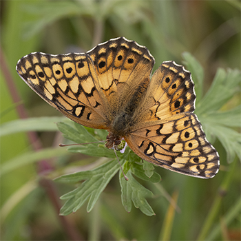 Variegated Frittilary