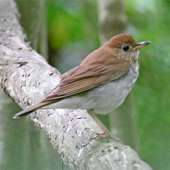 Veery