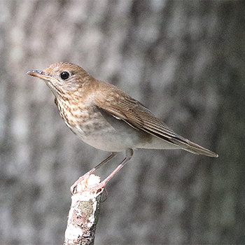 Veery