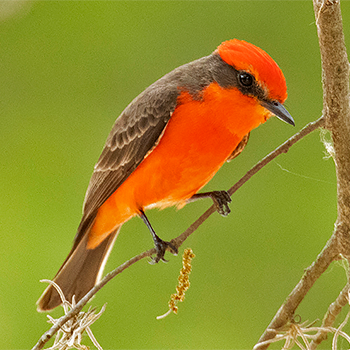 Vermilion Flycatcher