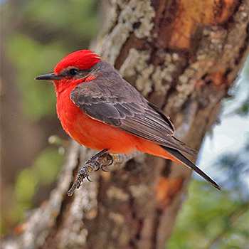Vermilion Flycatcher