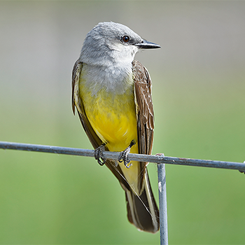 Western Kingbird