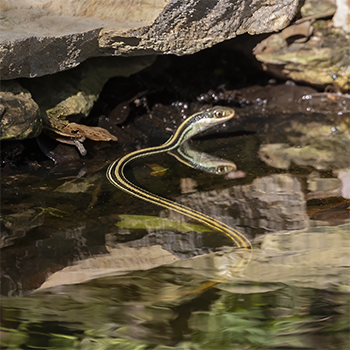 Western Ribbon Snake (Gulf Coast)