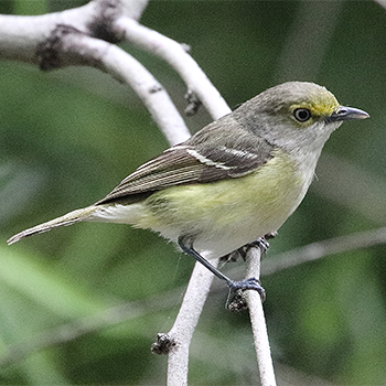 White-eyed Vireo