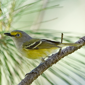 White-eyed Vireo