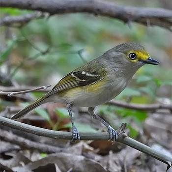 White-eyed Vireo