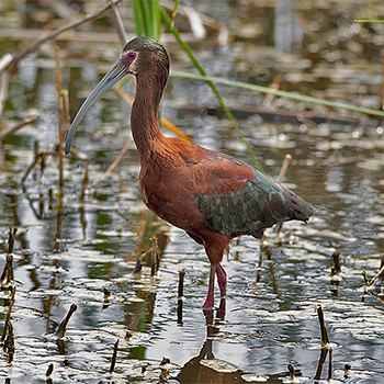 White-faced Ibis