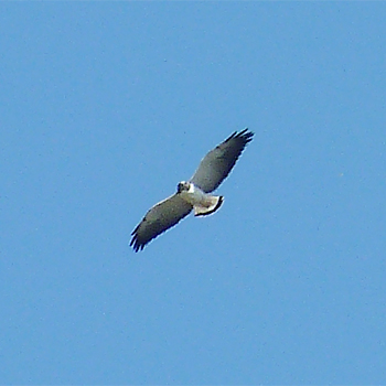 White-tailed Hawk