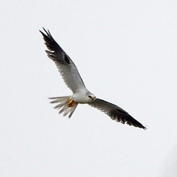 White-tailed Kite