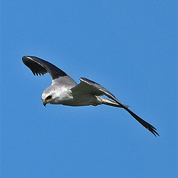 White-tailed Kite