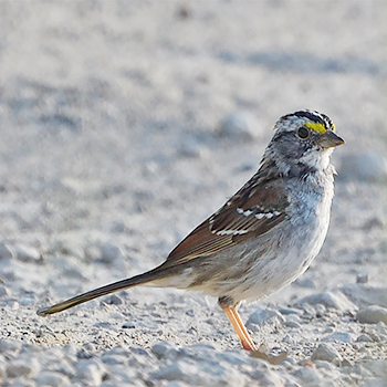 White-throated Sparrow
