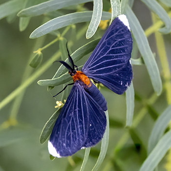 White-tipped Black (moth)