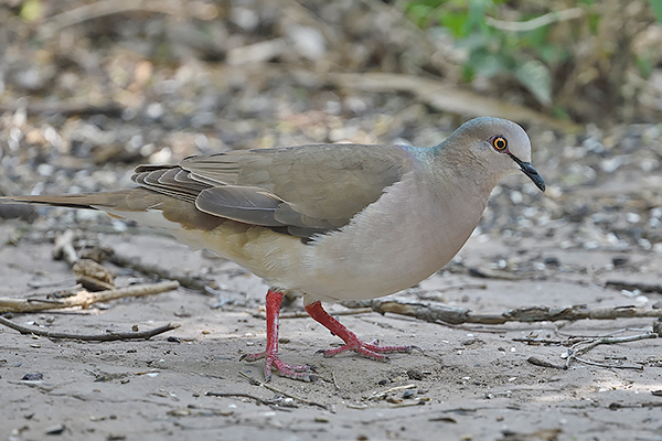 White-tipped Dove