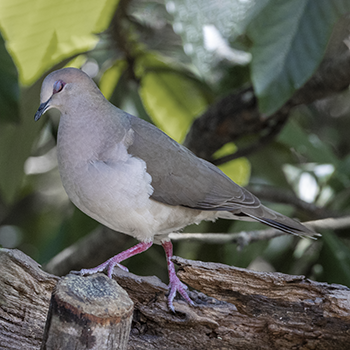 White-tipped Dove