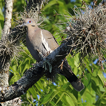 White-winged Dove