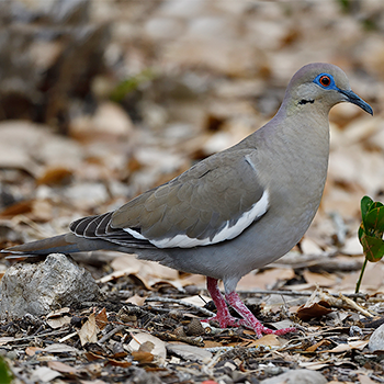 White-winged Dove