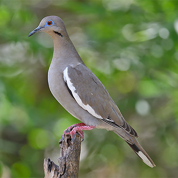 White-winged Dove