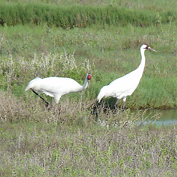 Whooping Cranes