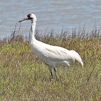 Whooping Crane