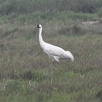 Whooping Crane