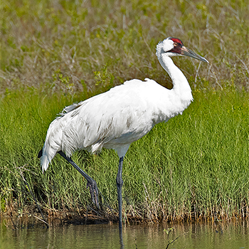 Whooping Crane